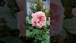 Первые цветы розы Афродита Tantau #rose