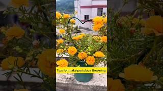 tips to make portulaca flowering #bonsai #gardenflower #handmadeplanter #portulacaflower