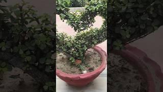 Beautiful zplant topiyari #luckyplants #zzplant #garden #gardening #youtubeshorts