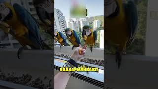 Бразильские синички