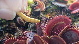 What Do Venus Fly Trap Eat - Best and Worst Options