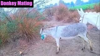 Donkey Mating||Donkey Breeding