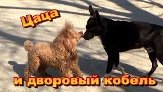 Цаца и дворовый кобель!