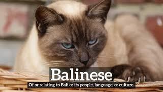 How Does Balinese Look? | How to Say Balinese in English? | What is Balinese?