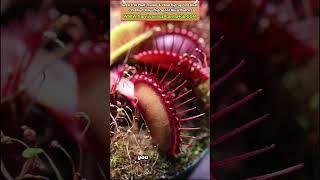 Versatile Indoor Grow Light For Venus Flytraps: TESTED