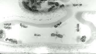  Nest, Day 1595 #2, Messor Barbarus Ant Farm Video Diary