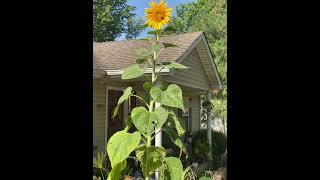 My Tallest Sunflower Ever!!! #sunflower #sunflowerlover #butterfly #garden #farming #homesteading