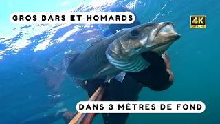 Je pêche un gros bar et des homards en plongée ! Chasse sous marine Bretagne sud