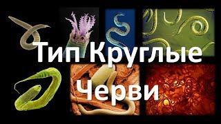 7. Круглые черви (7 класс) - биология, подготовка к ЕГЭ и ОГЭ 2019