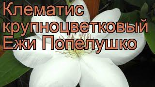 Клематис крупноцветковый Ежи Попелушко  обзор: как сажать, саженцы клематиса Ежи Попелушко