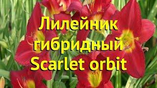 Лилейник гибридный Скарлен орбит. Краткий обзор, описание характеристик hemerocallis Scarlet orbit