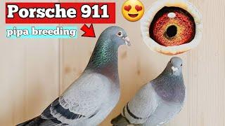 Racing Pigeon from Belgium: The Porsche 911 of Pigeons, Best in the World from PIPA Breeding"