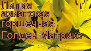 Лилия азиатская горшечная (lilium asiatic golden matrix)  лилия обзор: как сажать луковицы лилии