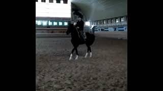 Amirxon070 VINE VIDEO KLIP UZBVIDEO ABUVINES QIZQARLI OTLAR #otlar #horse #horsespeed #ot #otminish