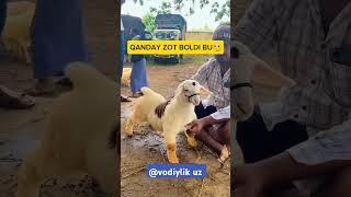 Qanday zot bu #buqa #buqaboqish #buqalar #mol #qoy #cow #qoybozor #molbozor #hokiz