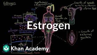 Estrogen | Reproductive system physiology | NCLEX-RN | Khan Academy