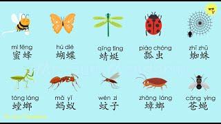 Learn insects/Bugs in Chinese Mandarin,Chinese vocabulary, Mr Sun Mandarin