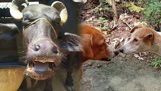 buffalo and dog video | what did they talk to each other at last ? #baffalo #dog #biganimal #animal