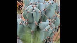 Cereus repandus - Peruvian Apple Cactus