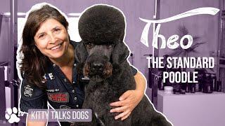 Grooming Theo the Standard Poodle | Kitty Talks Dogs – TRANSGROOM