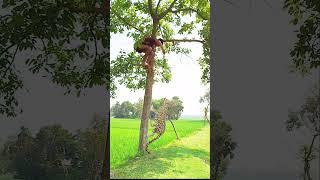 Tiger attacked on tree the village boy.  #vfx #foryou #animals #wildlife #shorts #subscribe