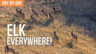 Backcountry Elk Hunting With LLAMAS | Day by Day EP.1