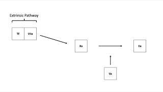 Coagulation Cascade II: Initiation