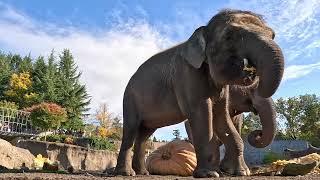 Elephants Smash Really Big Pumpkins