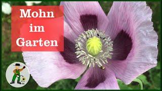 Mohn im Garten