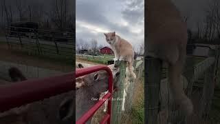 Frito loves the donkeys #shorts #onehappyassfarm #farmlife #donkey #animals #rescue #cat #rescuecat