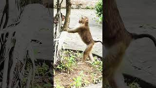 Wow unbelievable....Now baby monkey SARIKI can running following her mom SARIKA so fast.