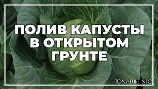 Полив капусты в открытом грунте | toNature.Info