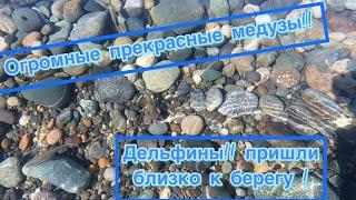 Грузия. Квариати, октябрь 2022. Дельфины пришли близко к берегу!!!! Огромные  прекрасные медузы!