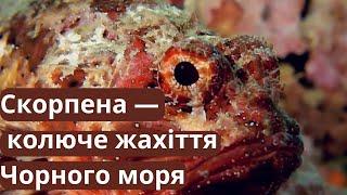 Скорпена – унікальний отруйний хижак Чорного моря: факти та таємниці