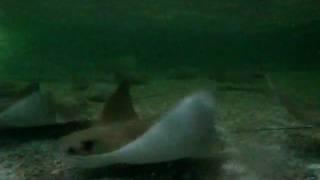 Cownose Stingrays II