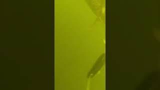 fish#fish Рыбалка baliq ovi