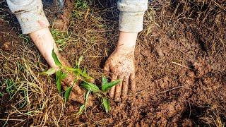 Planting a Future for Koalas – One Tree at a Time