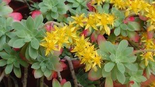 Sedum palmeri. Garden Center online Costa Brava - Girona.