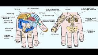 Работа с суставами с применением су-джок терапии.