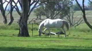 Appaloosa stallion Cayuse A Grand Illusion at stud in Australia - Sportaloosa Stallion Showcase