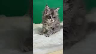 Female Fanya Gentle Max // Born 8.05.2025// color g// info pm