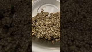 Чёрная икра, но цветом не чёрная #short #белугафиш #осетроваяферма #узв