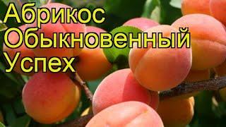 Абрикос обыкновенный Успех. Краткий обзор, описание характеристик, где купить крупномеры, саженцы