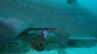 Adventures at Fish Rock 206 - Barnacles growing on a Sharks Clasper and Cleaner Shrimp