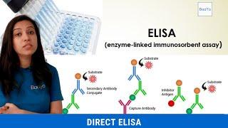 Direct ELISA | Basics Explained