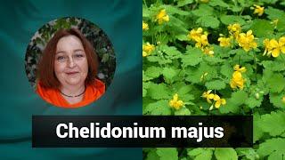 Разбор препарата ХЕЛИДОНИУМ МАЙЮС CHELIDONIUM MAJUS | Гомеопатия и Здоровье