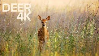 DEER 4K - Wildlife Video - Panasonic Lumix G85