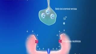 Sinapsis neuromuscular  B  Excitación del músculo esquelético