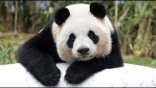 PANDA! ENG YOQIMTOY VA  MOMIQ AYIQLAR! HULLAS YIRTQICH BO'LISHIGA HAM QARAMAY, BEOZOR JONZOTLAR!