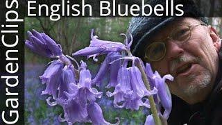 English Bluebells - Hyacinthoides non-scripta - Common Bluebells